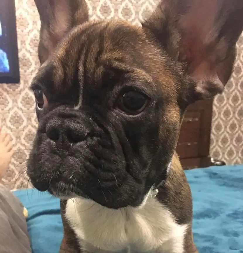 A French Bulldog sitting on the bed with its tired face
