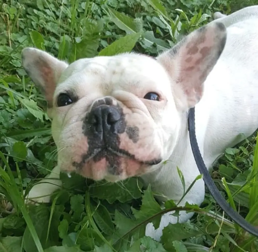 A French Bulldog lying on the grass