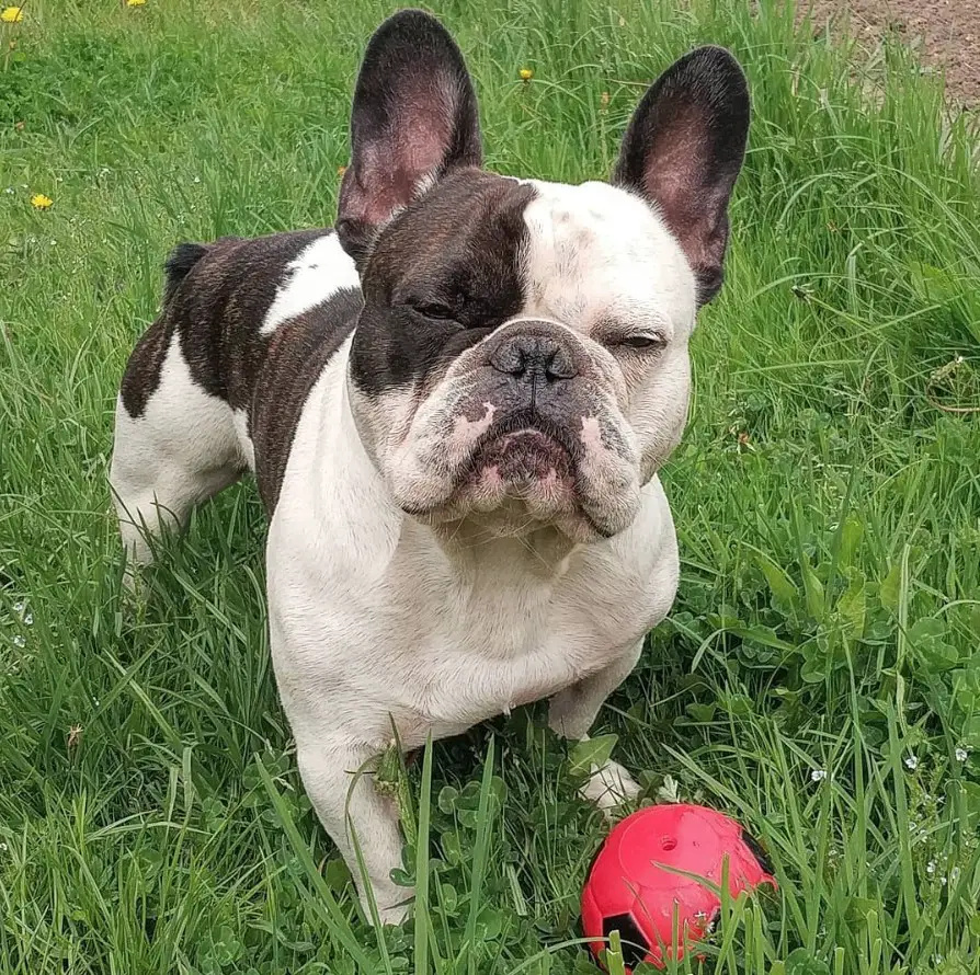 A French Bulldog standing on the grass with its sleepy face