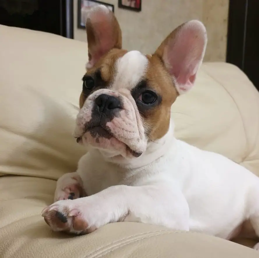 A French Bulldog lying on the couch