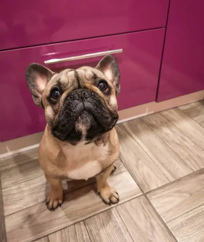 A French Bulldog sitting on the floor with its begging face