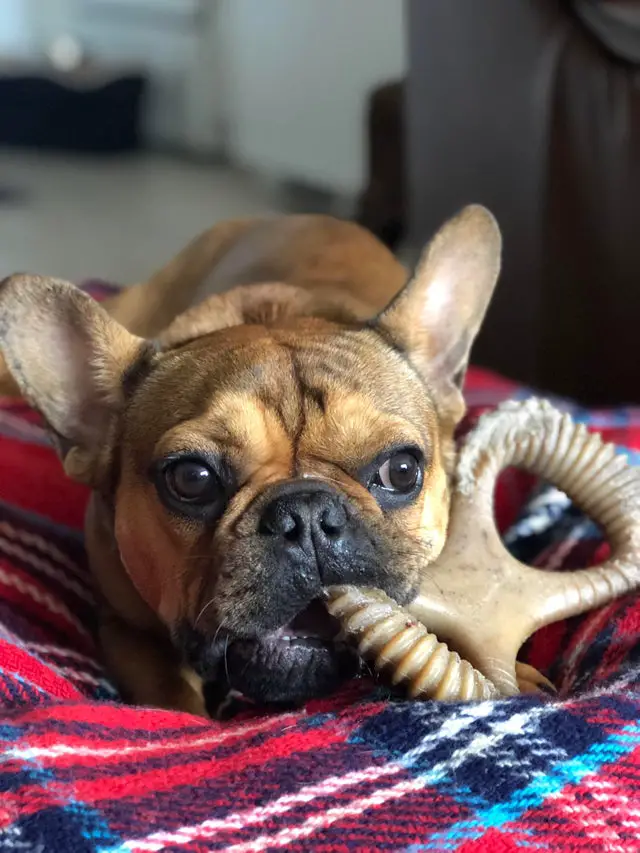 A French Bulldog lying on its bed while biting its large treat