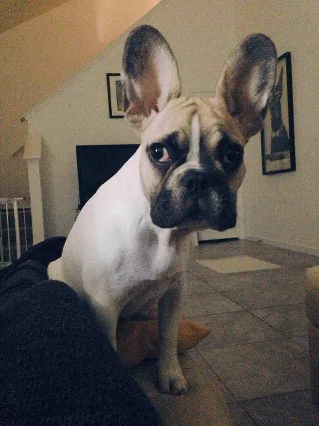 A French Bulldog sitting on the couch with its sad face