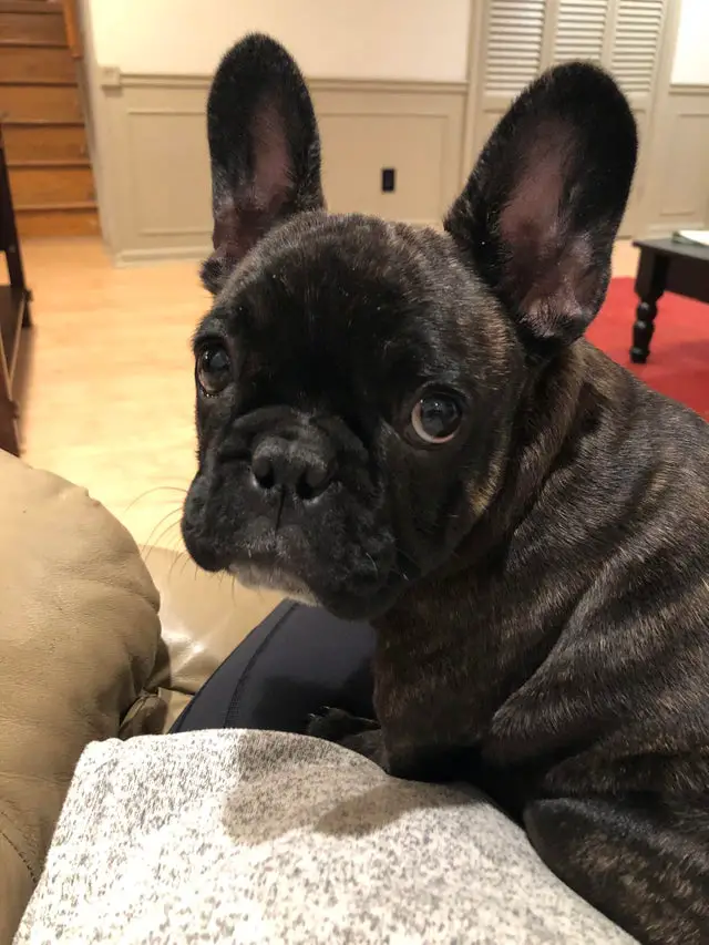 A French Bulldog sitting on the lap of a person on the couch