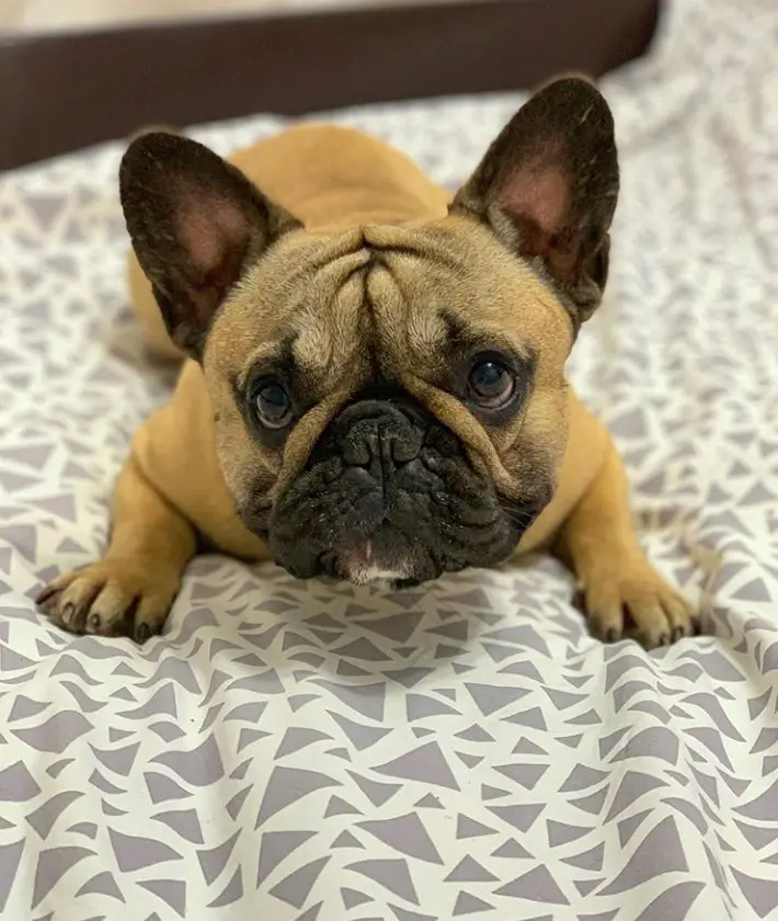 A French Bulldog lying on the bed with its begging face