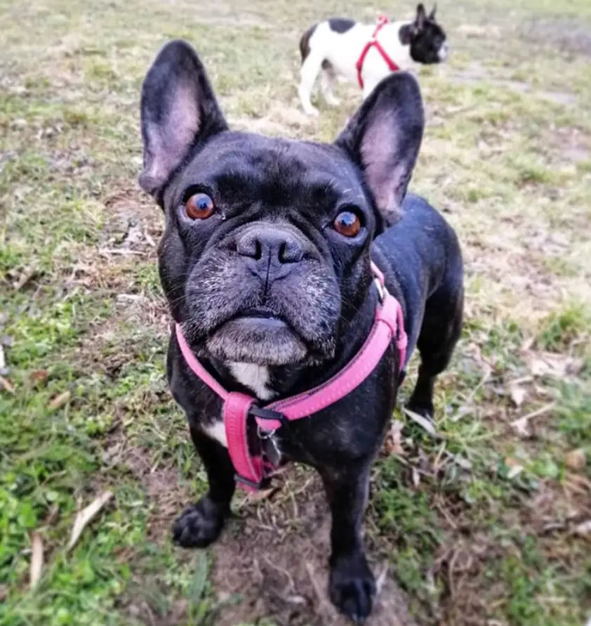 A French Bulldog standing on the ground while staring