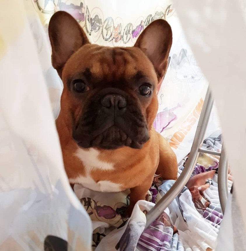 A French Bulldog sitting on the bed