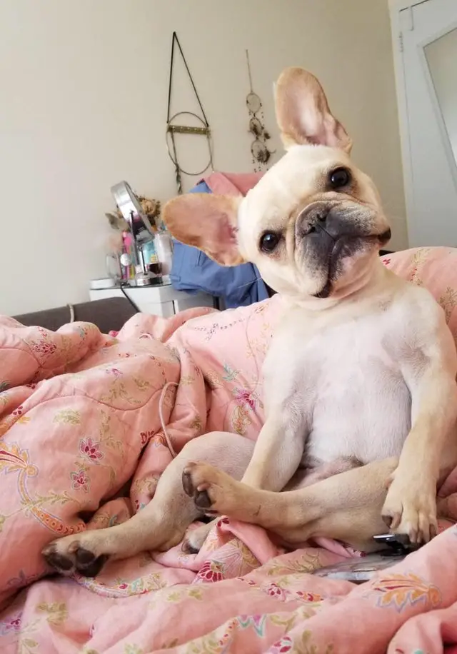 A French Bulldog sitting on the bed while tilting its head