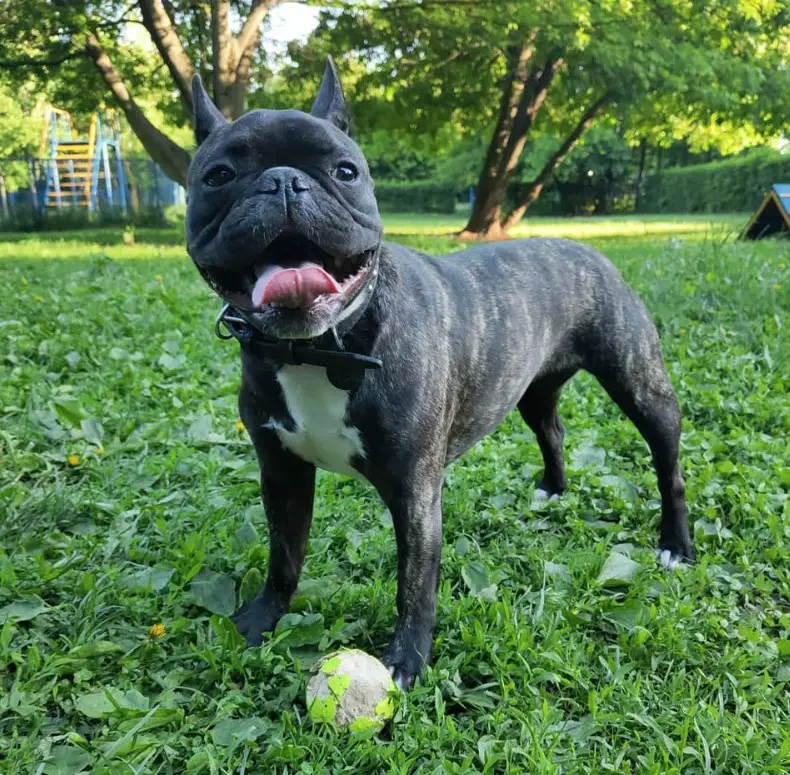 A French Bulldog standing on the grass at the park with a tennis ball below him