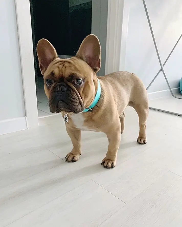 A French Bulldog standing on the floor with its sad face