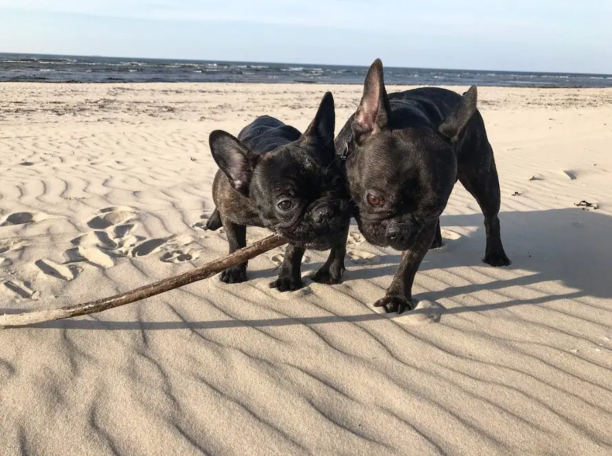 two French Bulldog playing by the beach