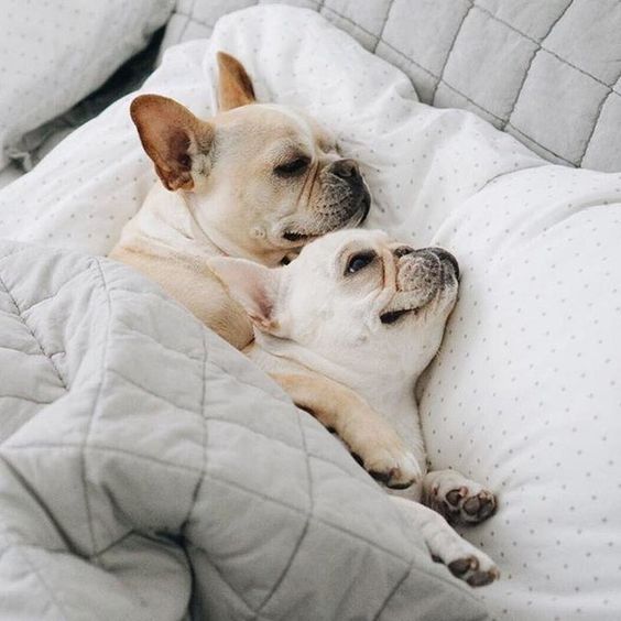 two French Bulldog lying comfortably on the bed