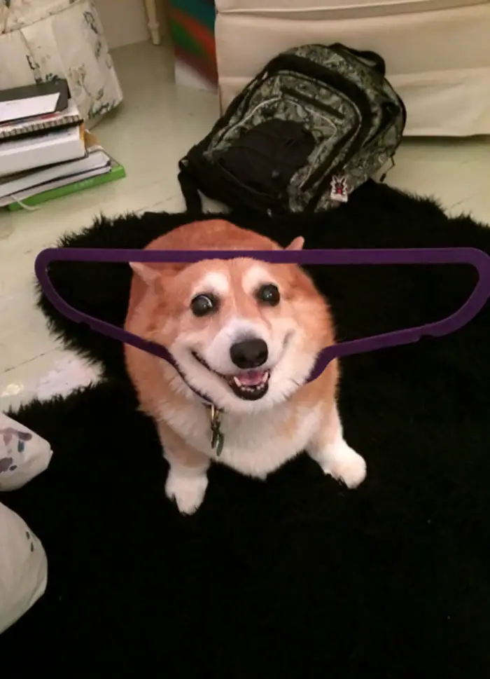 A Corgi with hanger stuck in its head while standing on the carpet