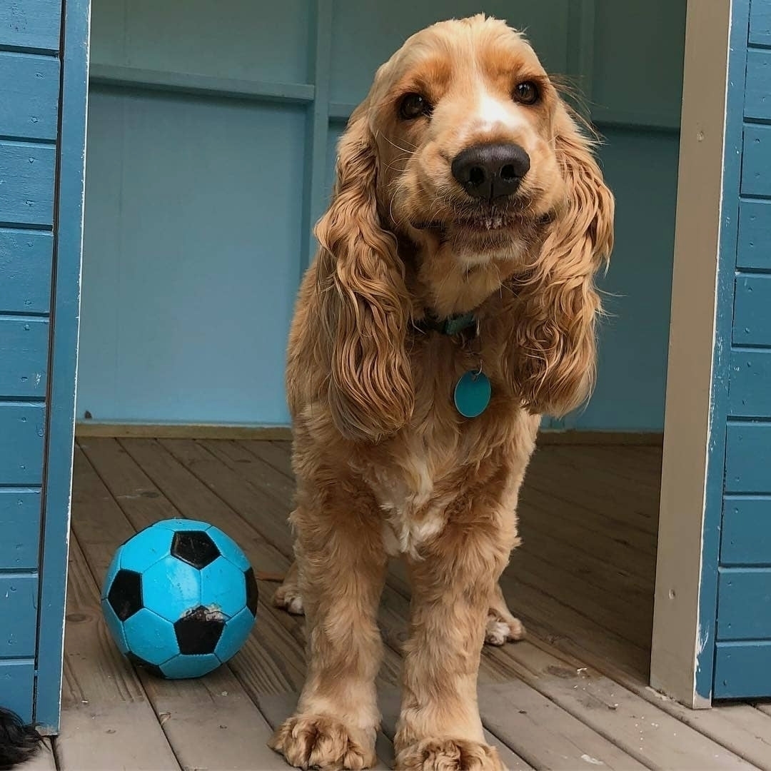 Cocker Spaniel with its funny smiling face and ball on its side