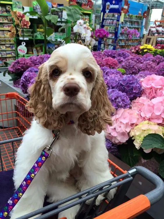 white Cocker Spaniel dog sitting on a push cart with brown curly hair on its ears