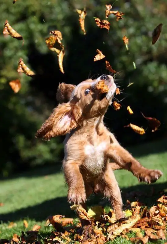Cocker Spaniel playing outdoors with dried leaves