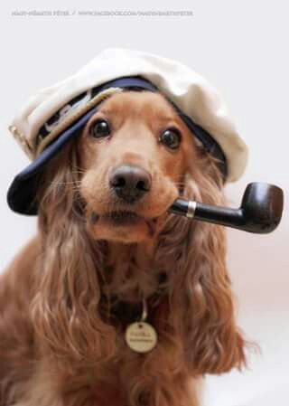 gold Cocker Spaniel wearing a captain's hat with a tobacco pipe on its mouth