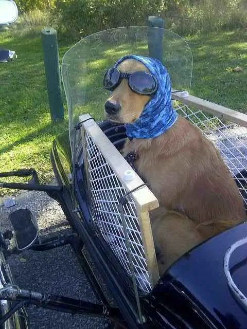 Cocker Spaniel wearing a flying goggles and a hat inside the small airplane-like