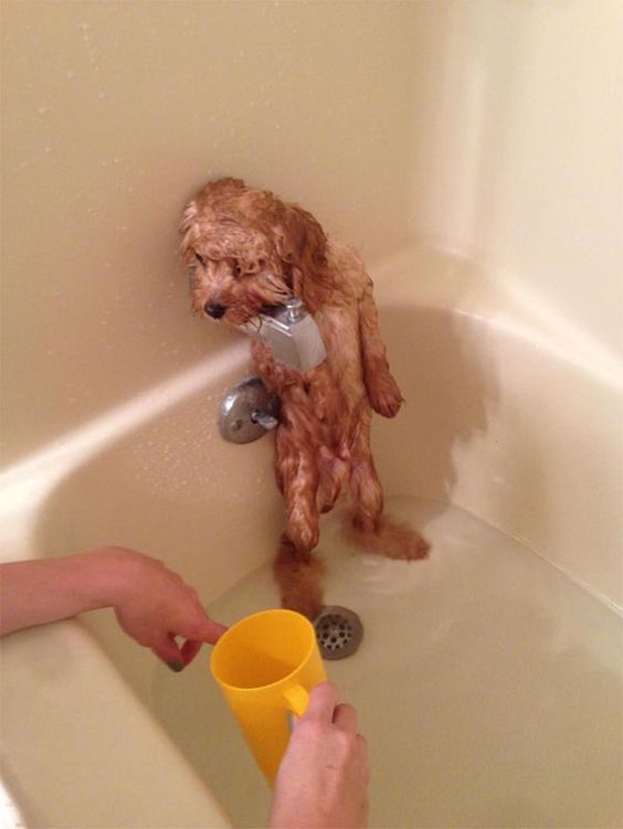scared Cocker Spaniel puppy standing beside the faucet in the bathtub