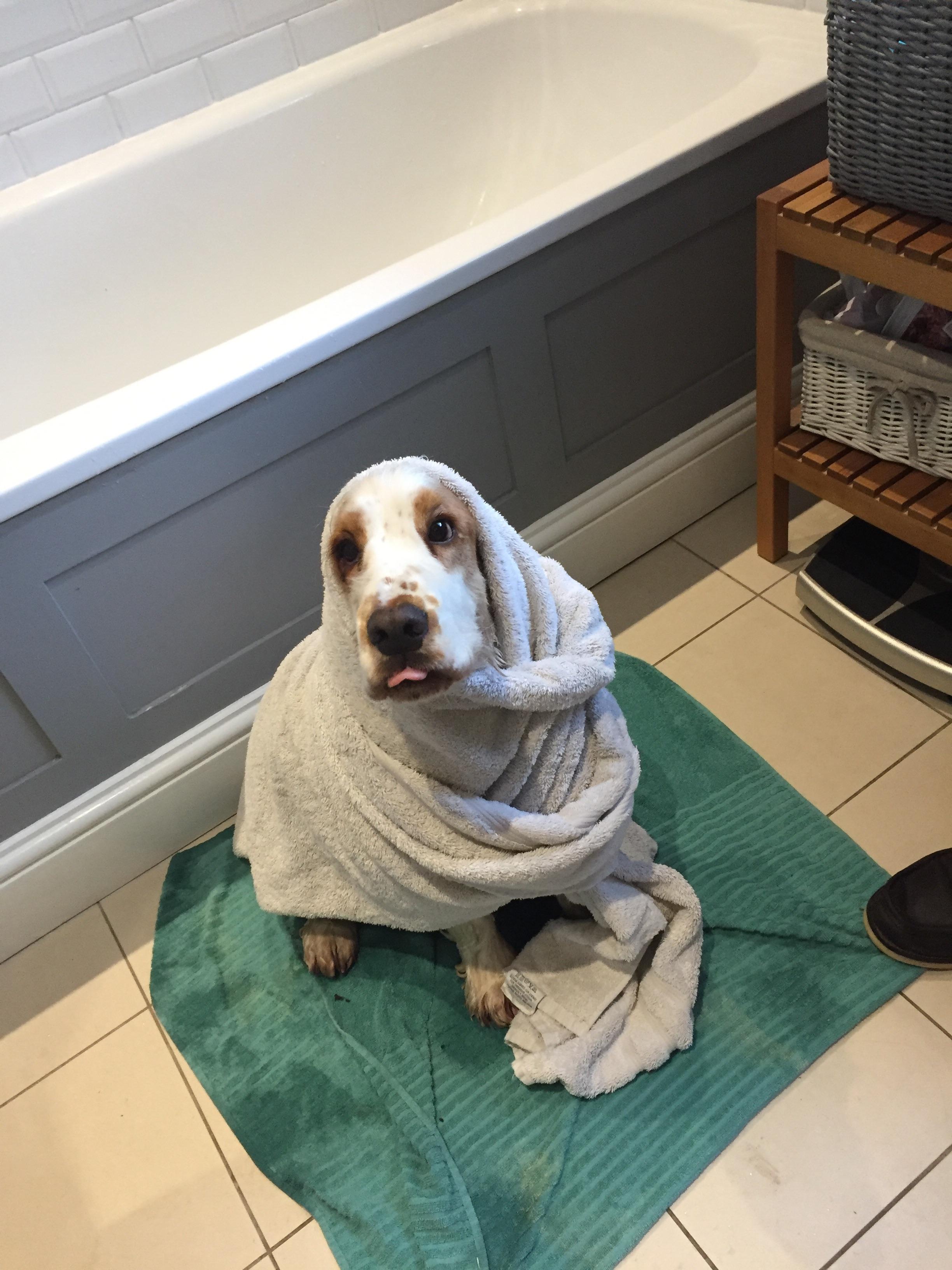 Cocker Spaniel wrapped in towel after bath