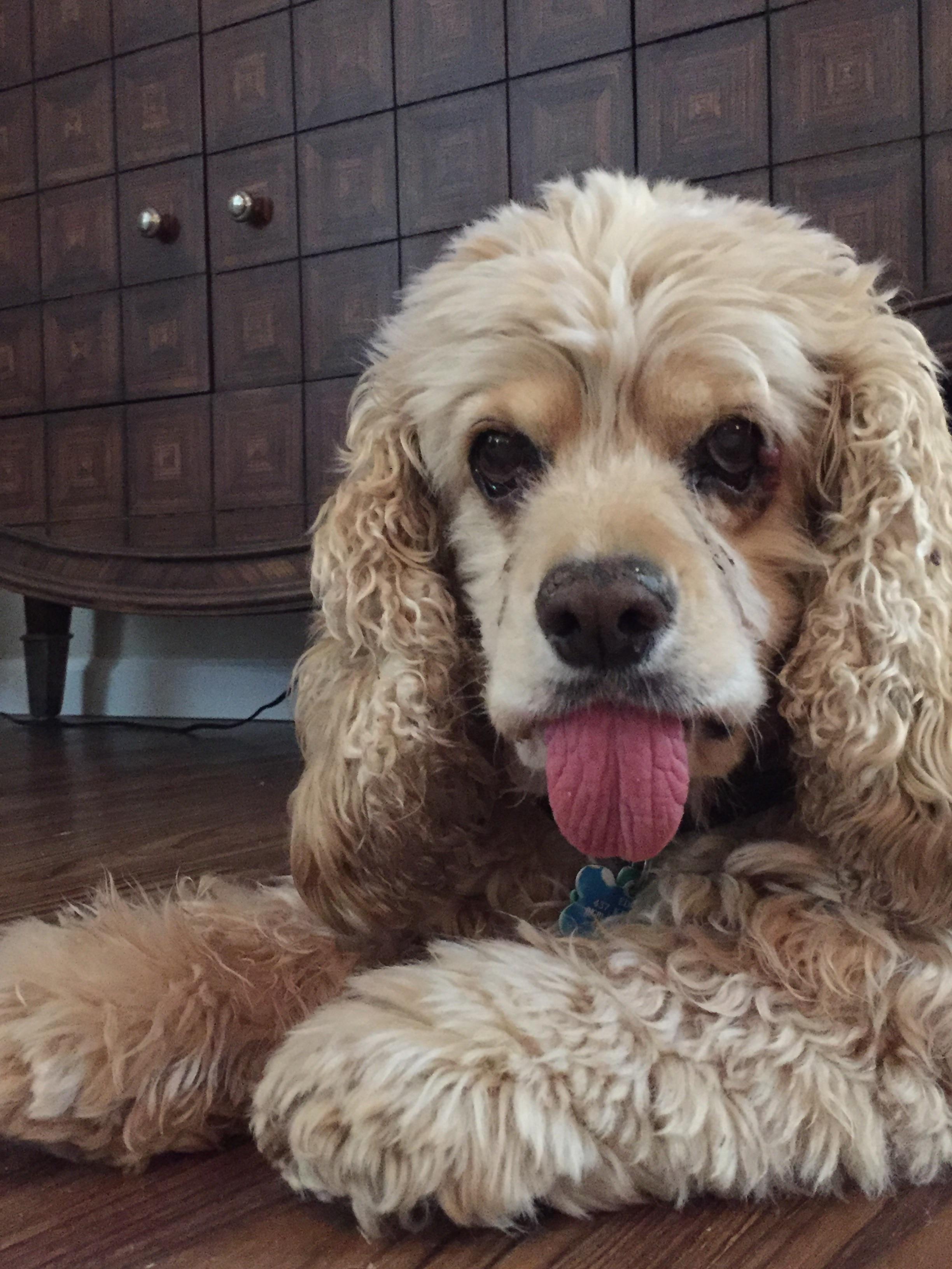 curly haired cream color Cocker Spaniel sticking its tongue out