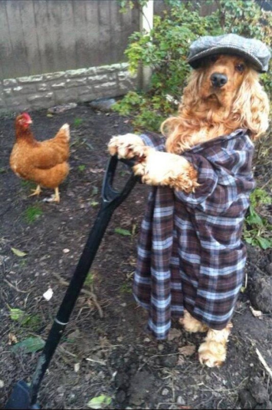 Cocker Spaniel in the garden wearing a checkered polo shirt and a hat while its hands are on the handle of a shovel