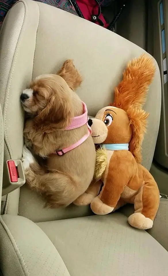 Cocker Spaniel puppy sleeping with its toy in the car seat