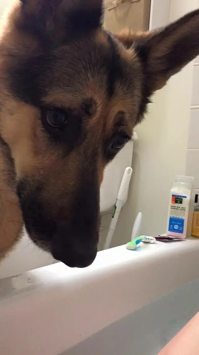 A sad German Shepherd staring at its owner in the bathtub