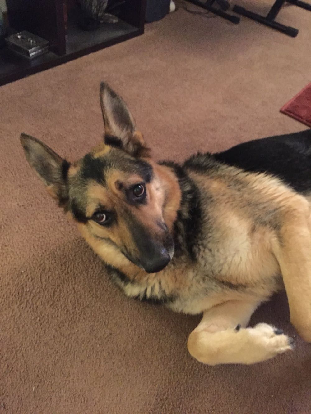 A German Shepherd lying on the floor