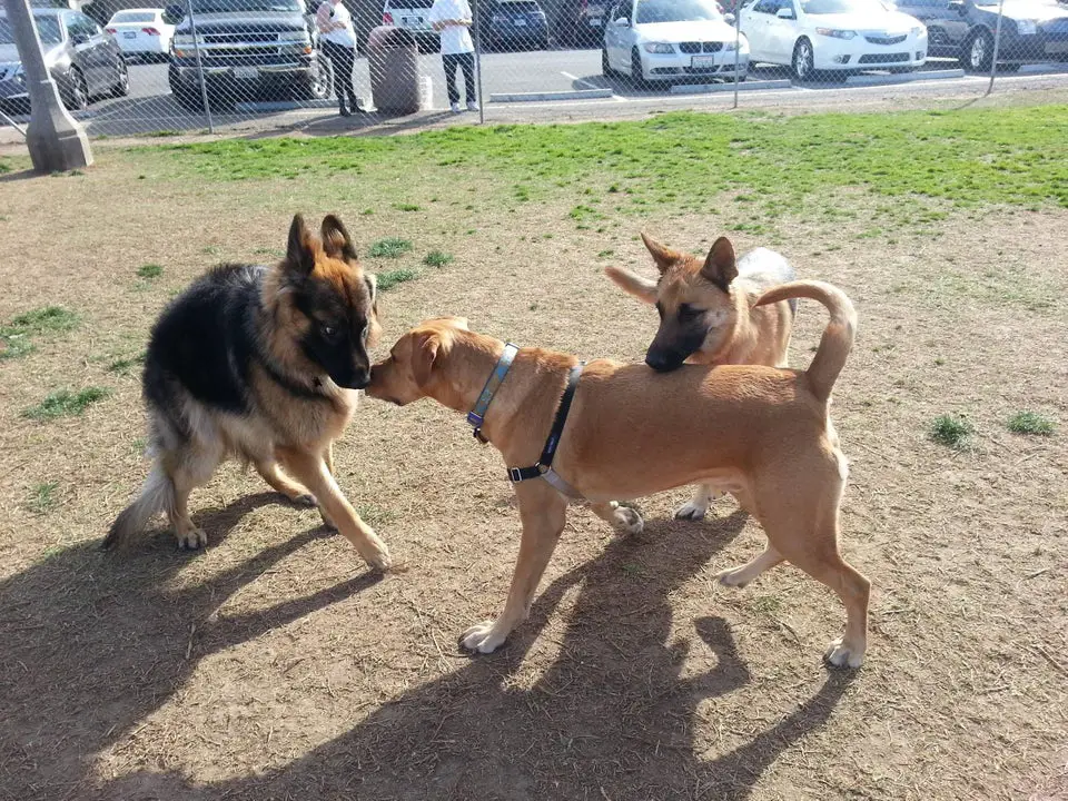A German Shepherd moving backward while being smelled by a dog on the face