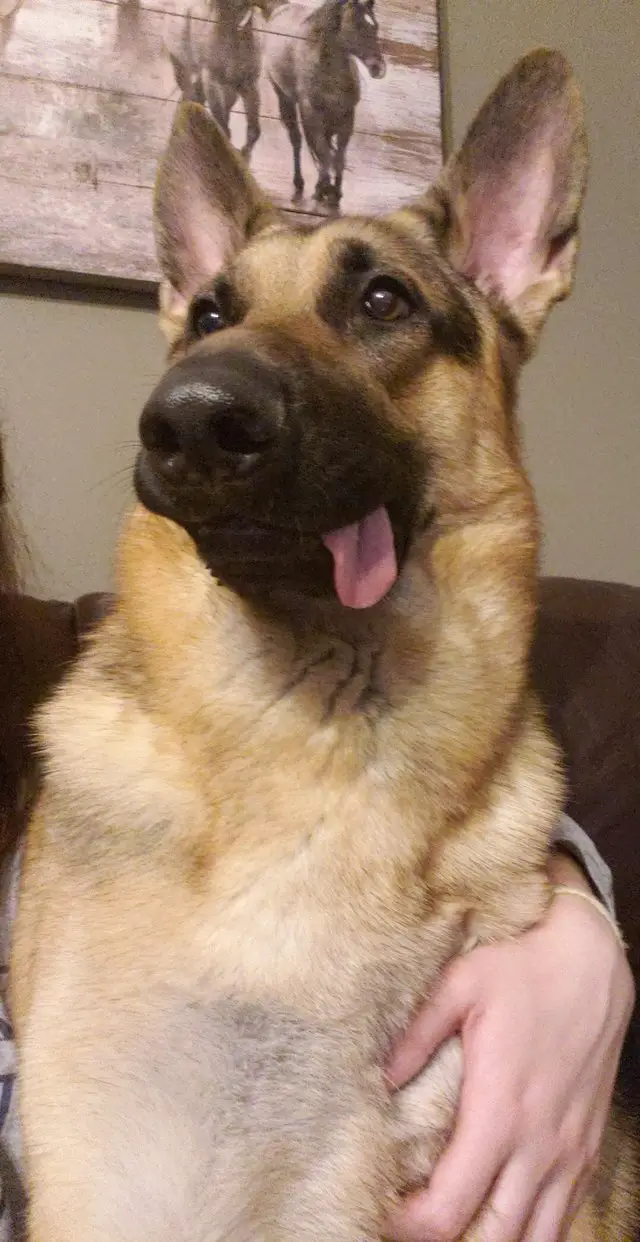A German Shepherd sitting on the couch with its tongue sticking out on the side of its mouth