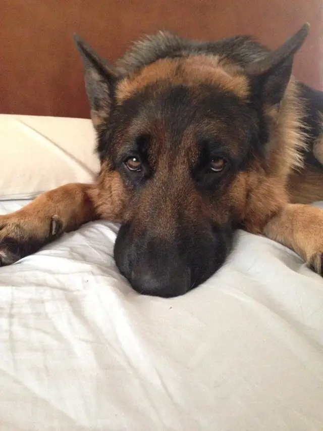 A German Shepherd lying on the bed with its sad face