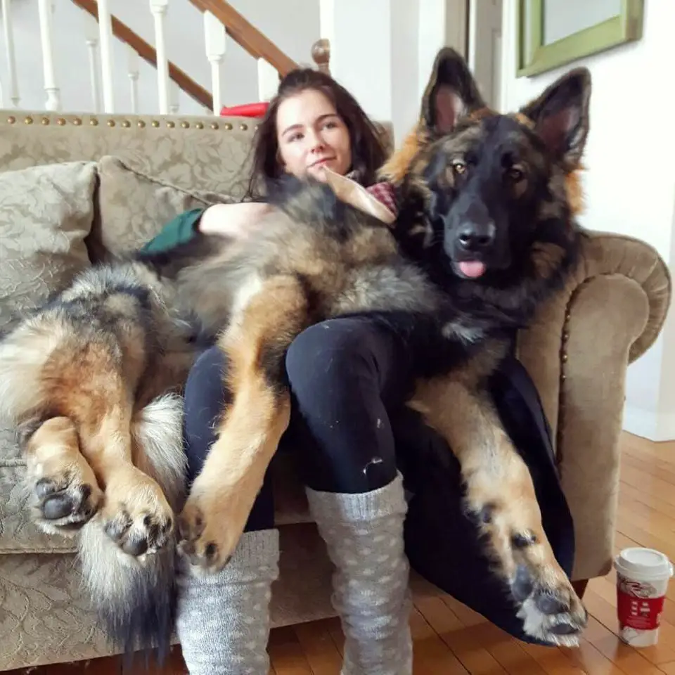 A woman sitting on the couch with a German Shepherd lying on top of her