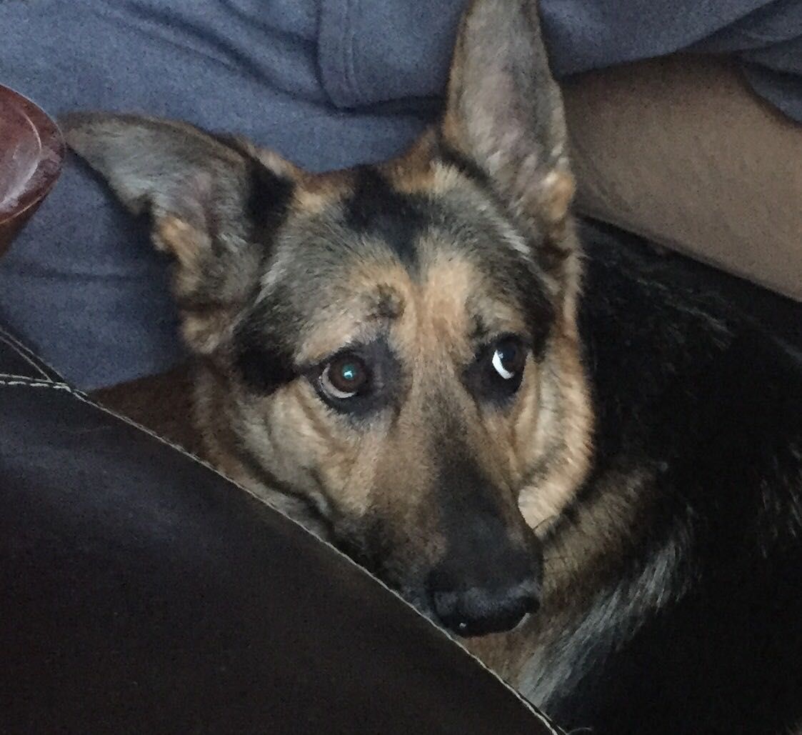 A German Shepherd lying on the couch next to its owner