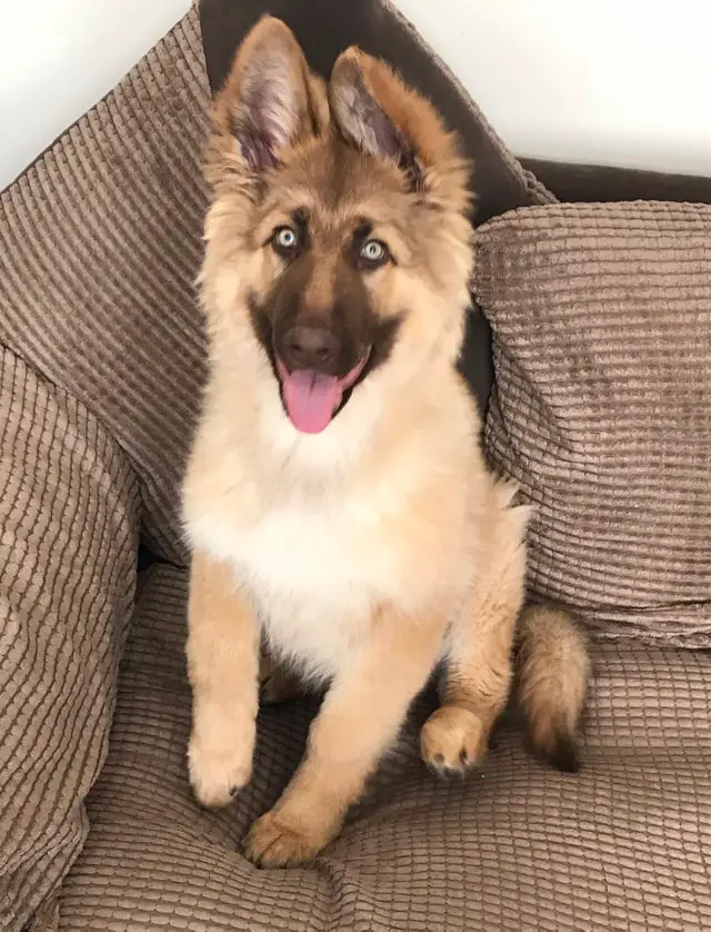 A German Shepherd sitting on the couch while smiling with its tongue out