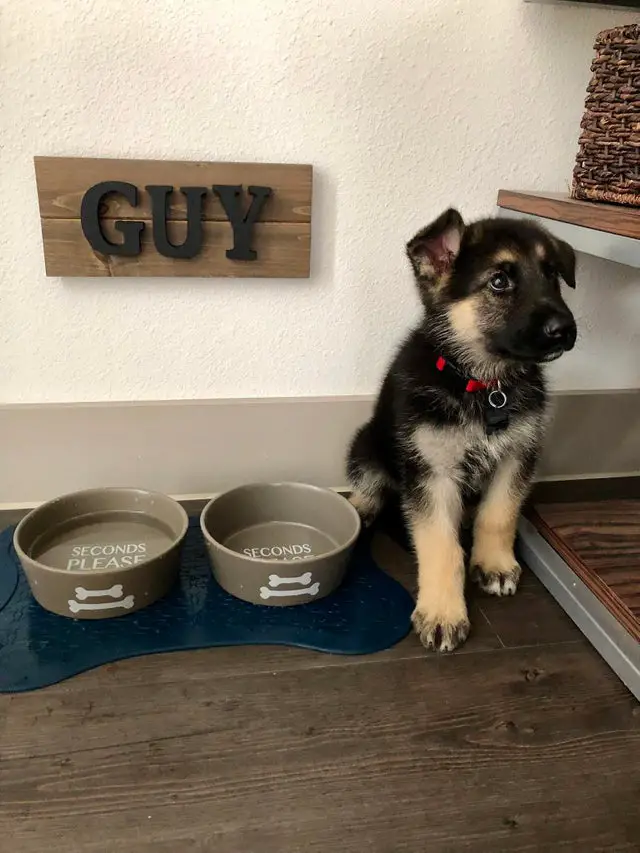 A German Shepherd puppy sitting on the floor next to its bowl and with its name on the wall behind him