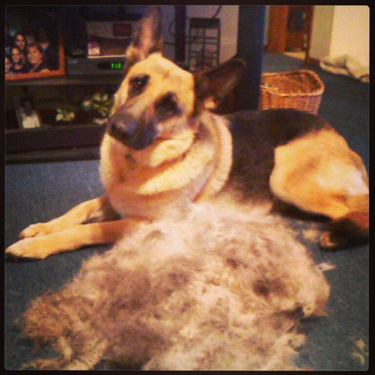 A German Shepherd lying on the floor with a pile of fur in front of him