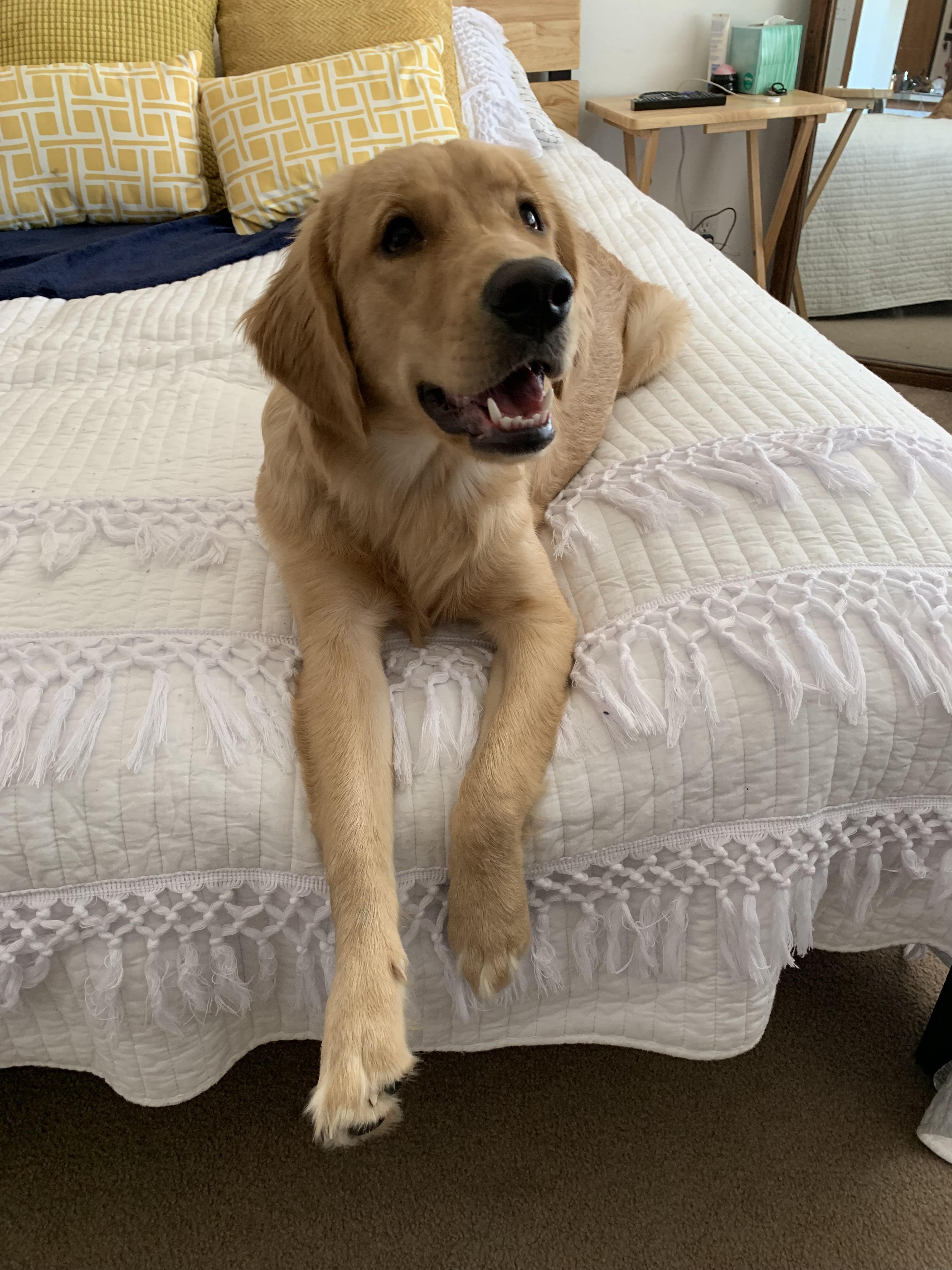 A Golden Retriever lying on the bed while looking up and smiling