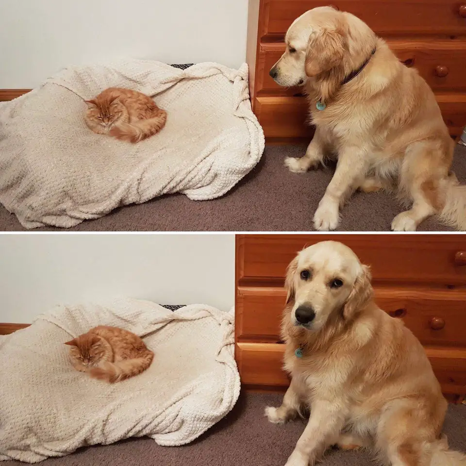 A Golden Retriever sitting on the floor while staring at the cat sleeping on its bed