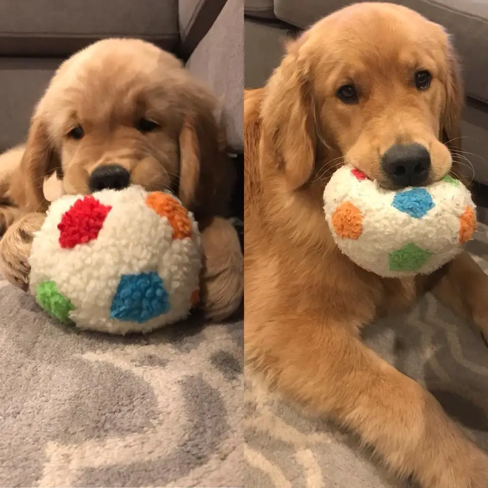 A Golden Retriever in its puppy and adult photo with the same ball in its mouth