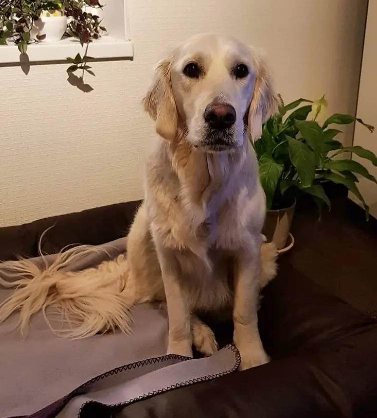 A Golden Retriever sitting on top of the couch