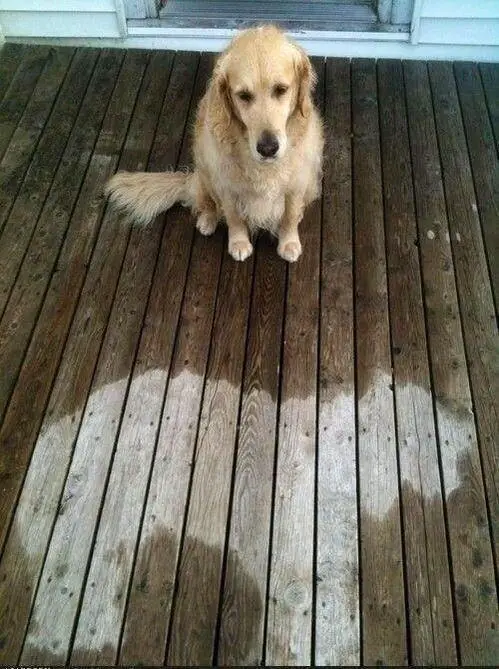 A damp Golden Retriever sitting behind on a wet floor behind the shape of its body on the dry floor