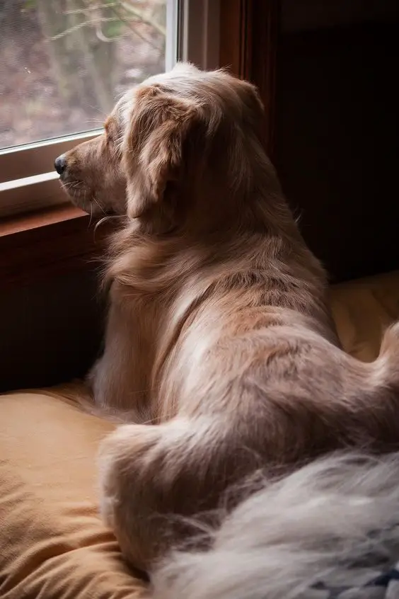 A Golden Retriever lying on its bed facing the window while looking outside
