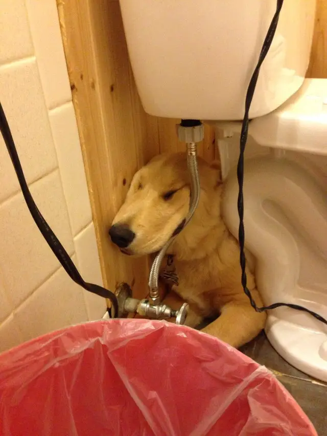 A Golden Retriever lying behind the toiled with its face is stuck in the tube