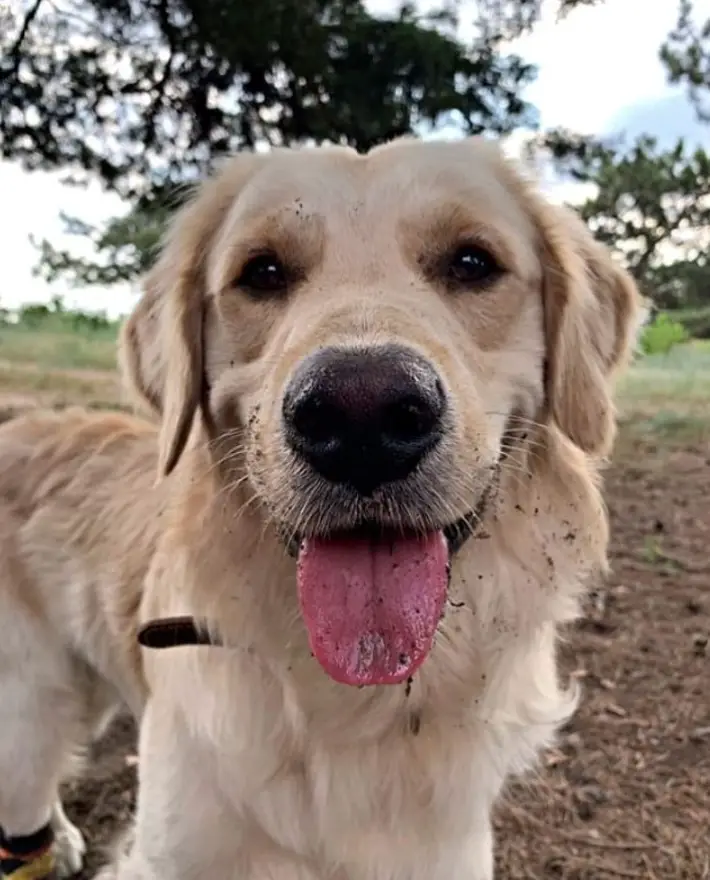 A Golden Retriever standing on the ground with dirt in its mouth
