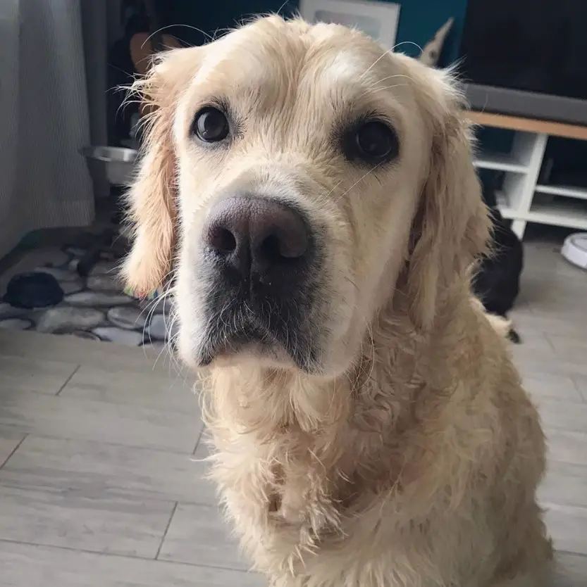 A damp Golden Retriever sitting on the floor with its sad face