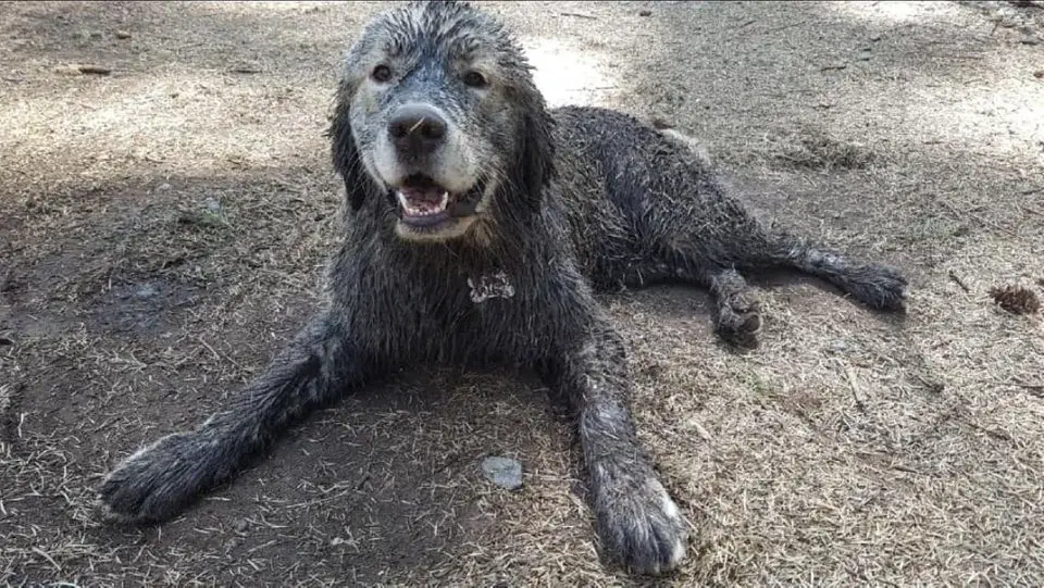 A Golden Retriever with mud all over its face and body lying on the ground and while smiling