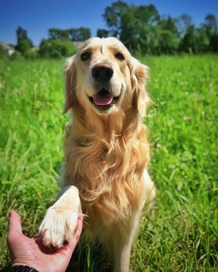 A Golden Retriever sitting in the field of grass while giving a paw to the person in front of him