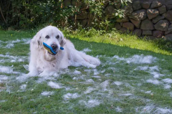 A Golden Retriever with a brush in its mouth lying on the grass surround by its fur