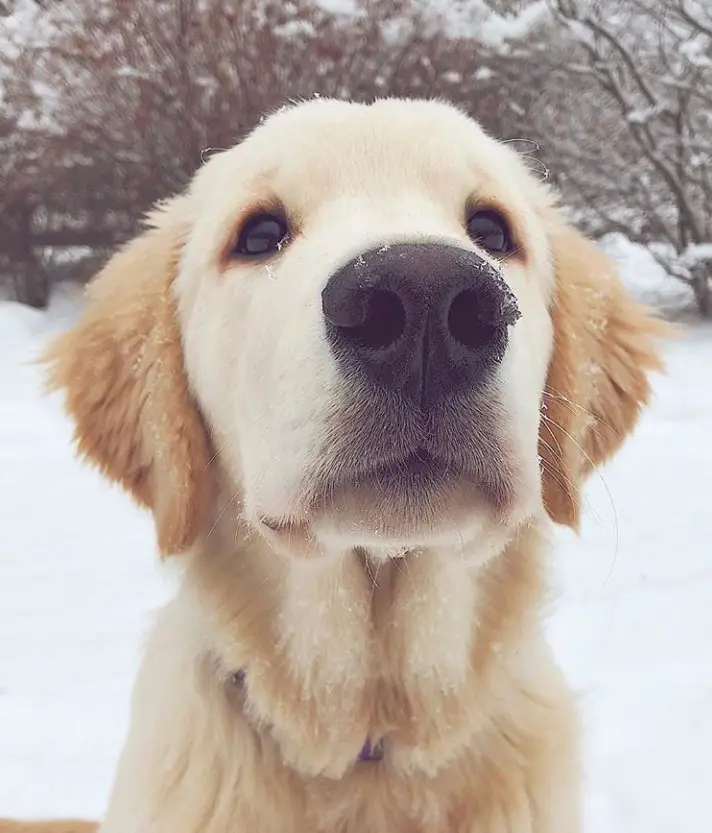 A Golden Retriever puppy sitting in snow with its begging face